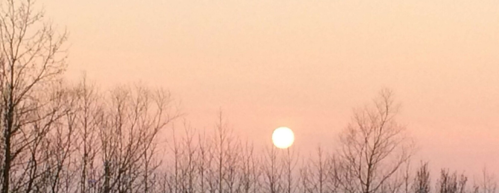Native Tree Nursery Stewardship